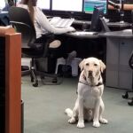 Koltan is E-Comm's Certified Therapy Dog. He joined the organization in spring 2019.